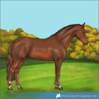 Horse Color:Chestnut 