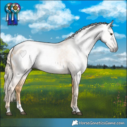 Horse Color:Gray Palomino Appaloosa 
