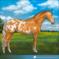 Horse Color:Gray Palomino Appaloosa 