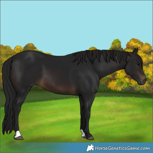 Horse Color:Gray Brown
