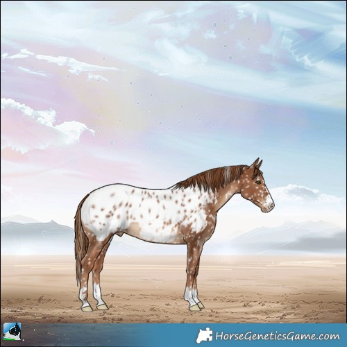 Horse Color:Chestnut Appaloosa 