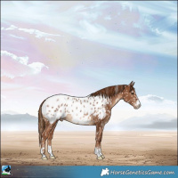 Horse Color:Chestnut Appaloosa 