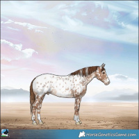 Horse Color:Chestnut Appaloosa