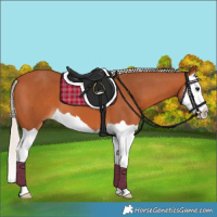 Horse Color:Silver Bay Splash 