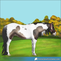 Horse Color:Blue Onyx Tobiano 