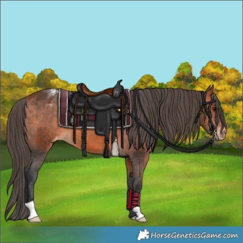 Horse Color:Bay Appaloosa 