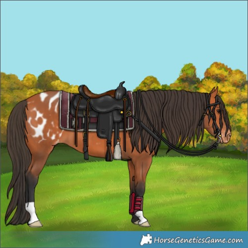 Horse Color:Bay Appaloosa