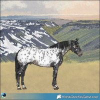 Horse Color:Black Appaloosa 