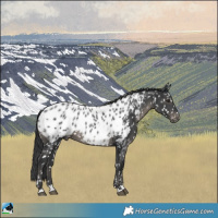 Horse Color:Black Appaloosa