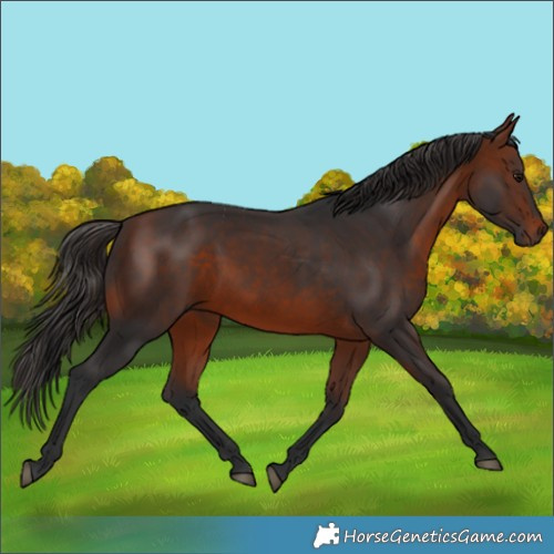 Horse Color:Bay 