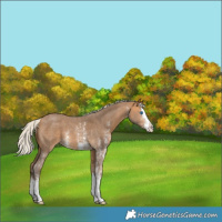 Horse Color:Silver Buckskin Sabino Splash 