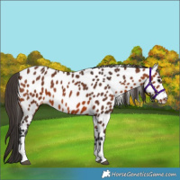 Horse Color:Bay Appaloosa