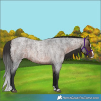 Horse Color:Brown Roan Splash 