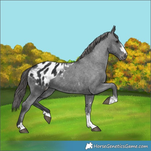 Horse Color:Black Appaloosa 