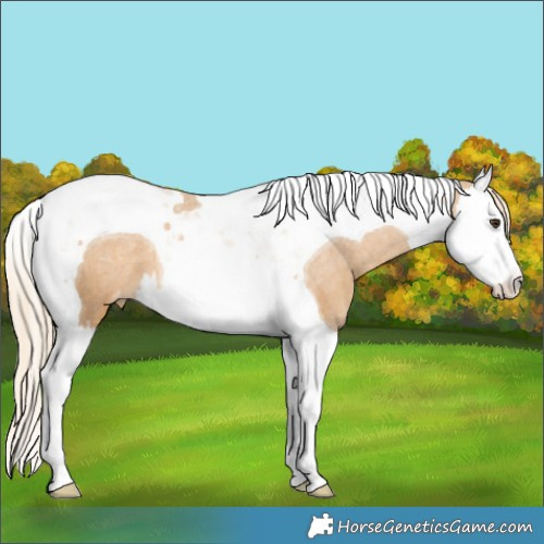 Horse Color:Palomino Splash Tobiano Appaloosa 