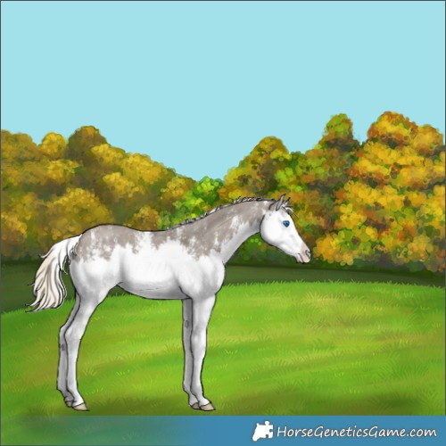 Horse Color:Silver Smoky Grullo Sabino Splash Appaloosa 