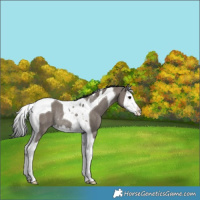 Horse Color:Grullo Splash Tobiano Rabicano