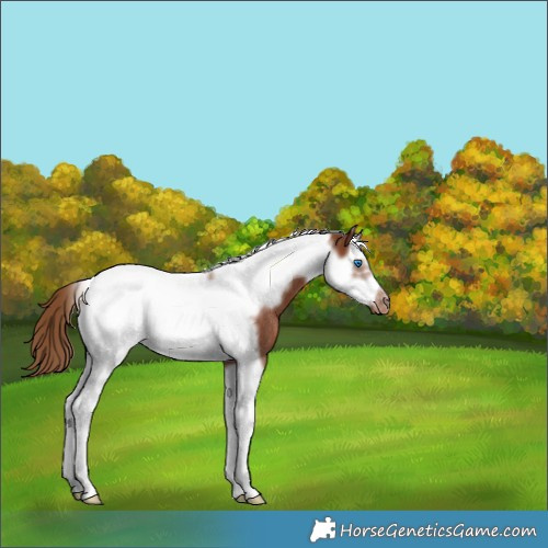 Horse Color:Chestnut Splash Tobiano Frame Appaloosa Rabicano 