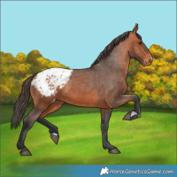 Horse Color:Bay Appaloosa 