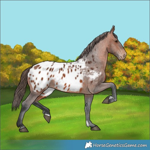 Horse Color:Bay Appaloosa