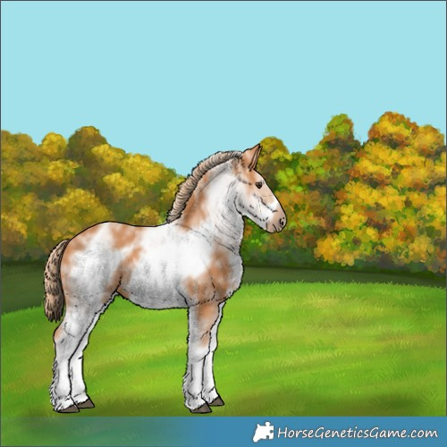 Horse Color:White Spotted Chestnut Frame 