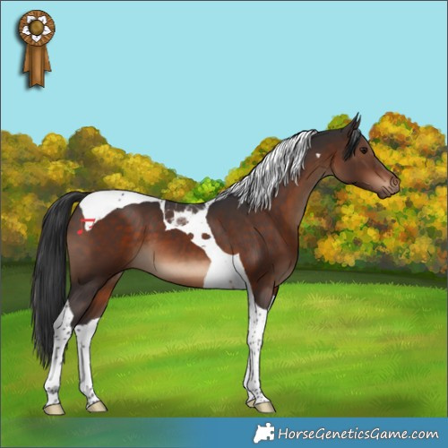 Horse Color:Brown Tobiano 