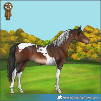 Horse Color:Brown Tobiano 