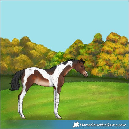 Horse Color:Brown Tobiano 