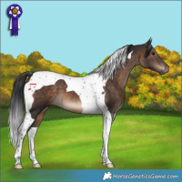 Horse Color:Brown Tobiano 