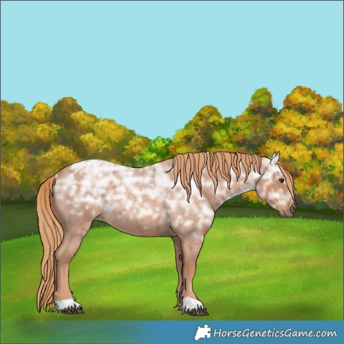 Horse Color:Red Ice Roan Rabicano 