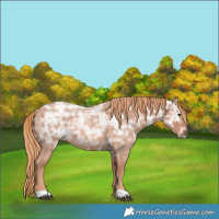 Horse Color:Red Ice Roan Rabicano 