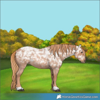 Horse Color:Red Ice Roan Rabicano 