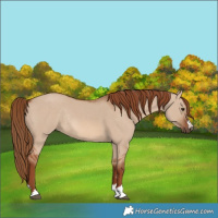Horse Color:Red Dun Rabicano 