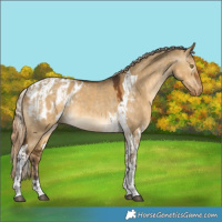 Horse Color:Silver Buckskin Dun Tobiano  and Gray Chocolate Palomino Dun Tobiano Appaloosa 