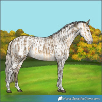 Horse Color:Silver Buckskin Dun Tobiano  and Gray Chocolate Palomino Dun Tobiano Appaloosa 