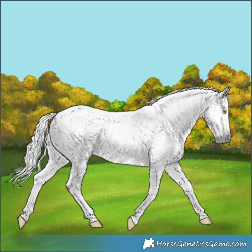 Horse Color:Gray Silver Buckskin Dun Tobiano Near Fewspot  and Gray Chocolate Palomino Dun Tobiano Frame Near Leopard 