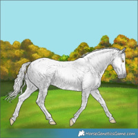 Horse Color:Gray Silver Buckskin Dun Tobiano Near Fewspot  and Gray Chocolate Palomino Dun Tobiano Frame Near Leopard 