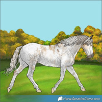 Horse Color:Gray Silver Buckskin Dun Tobiano Appaloosa  and Gray Chocolate Palomino Dun Tobiano Frame Appaloosa 