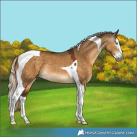 Horse Color:Gray Chocolate Palomino Dun Splash Tobiano Rabicano 