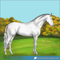 Horse Color:Gray Chocolate Palomino Dun Splash Tobiano Rabicano 