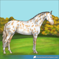 Horse Color:Gold Cream Champagne Dun Sabino Tobiano Near Leopard 