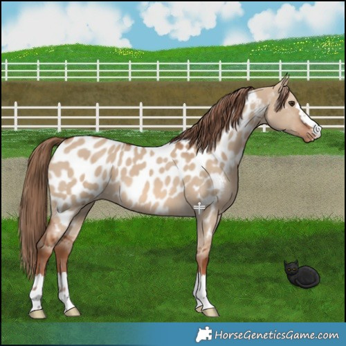Horse Color:Red Dun Appaloosa 