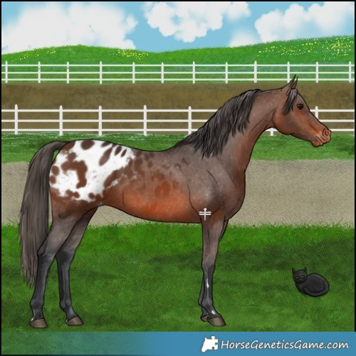 Horse Color:Brown Appaloosa 