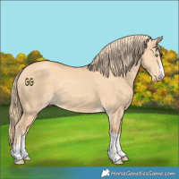 Horse Color:Gold Champagne Dun 