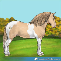 Horse Color:Gold Champagne Tobiano 