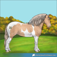Horse Color:Gold Champagne Tobiano