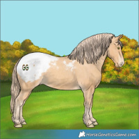 Horse Color:Gold Champagne Appaloosa 