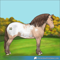 Horse Color:Amber Champagne Appaloosa 