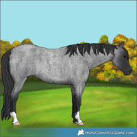 Horse Color:Blue Roan Rabicano 