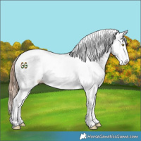 Horse Color:Gold Champagne Appaloosa 